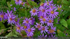Aster ageratoides
