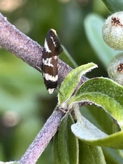 Macrobathra desmotoma