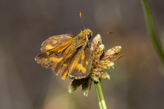 Taractrocera papyria agraulia