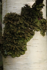 Melanohalea olivacea