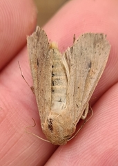 Mythimna convecta