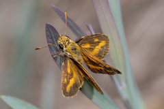 Taractrocera papyria agraulia