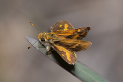 Taractrocera papyria agraulia