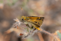 Taractrocera papyria agraulia