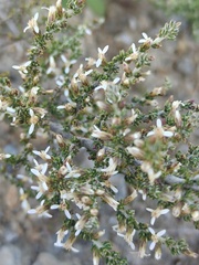 Olearia algida