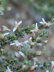 Olearia algida