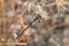 Archiargiolestes parvulus