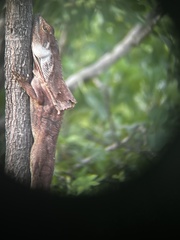 Chlamydosaurus kingii