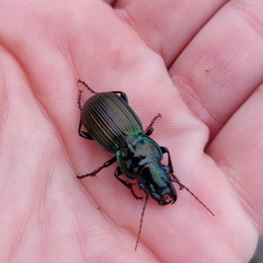 Megadromus antarcticus