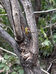 Macrotristria intersecta