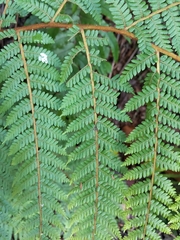 Cyathea colensoi