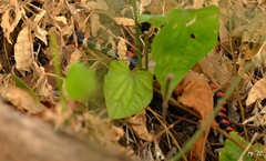 Scolecophis atrocinctus