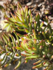 Osteospermum subulatum
