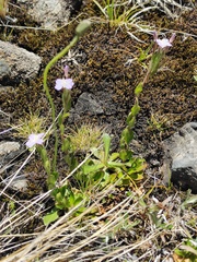 Epilobium gunnianum