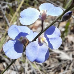 Comesperma sphaerocarpum