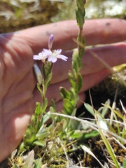 Epilobium gunnianum
