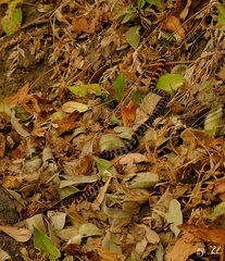 Scolecophis atrocinctus