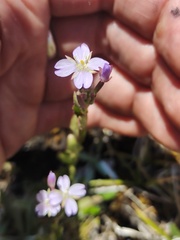 Epilobium gunnianum