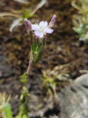 Epilobium gunnianum