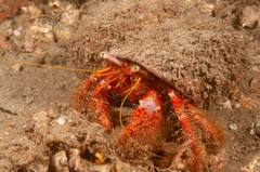 Dardanus crassimanus