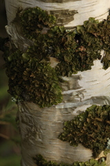 Melanohalea olivacea