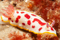 Goniobranchus splendidus