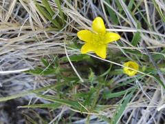 Ranunculus millanii