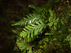 Notogrammitis heterophylla