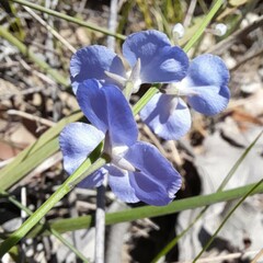 Comesperma sphaerocarpum