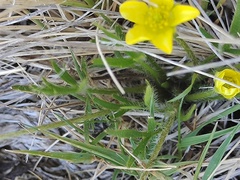 Ranunculus millanii