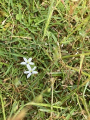 Lobelia pedunculata
