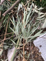 Bambusa stenostachya