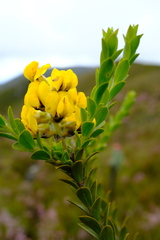 Liparia hirsuta