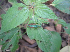 Lamprodila decipiens