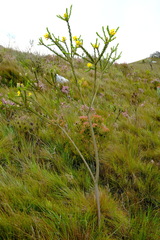 Liparia hirsuta