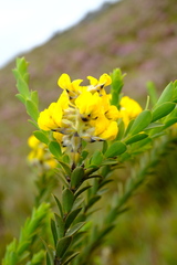 Liparia hirsuta