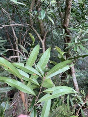 Lithocarpus hancei