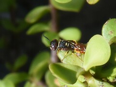 Philanthus triangulum