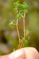 Cliffortia ferruginea