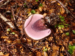 Tylopilus formosus