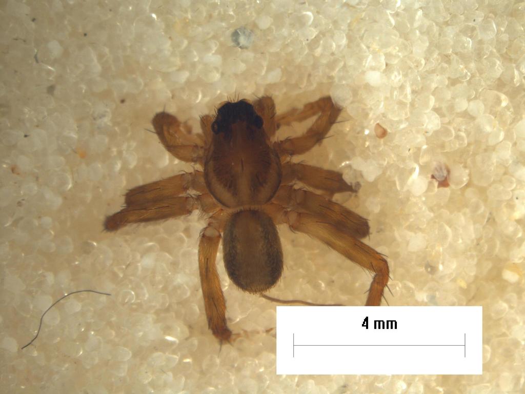 Toxopsiella minuta