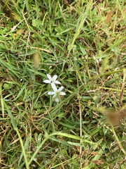 Lobelia pedunculata