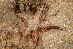 Astropecten polyacanthus