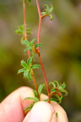 Cliffortia ferruginea