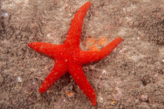 Fromia polypora