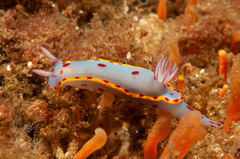 Hypselodoris bennetti