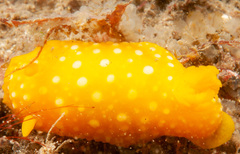 Doris chrysoderma
