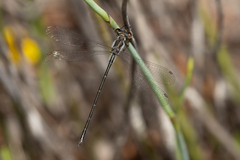 Archiargiolestes parvulus