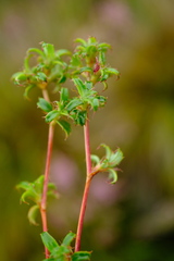 Cliffortia ferruginea