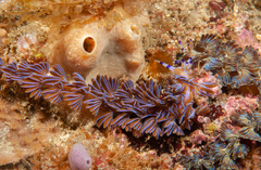 Pteraeolidia ianthina